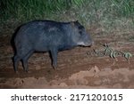 White Lipped Peccary Stands In...
