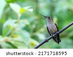 A Sombre Hummingbird Sits On A...