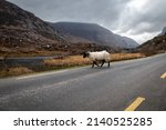 A single woolly sheep crosses the road in the Gap of Dunloe in Ireland's Killarney National Park. Irish road trip, nature, profile, wildlife, road crossing, stormy skies, europe trip, countryside.