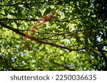 Small photo of Trees with green leaves, in the sun, sawah, padi, menoreh kopi ingkar janji terpasang di cafe di pusat kuliner nanggulan kulonprogo, view sawah dan perbukitan menoreh, warna hijau, biru, daun ranting