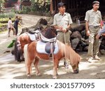 Small photo of A steed horse ata zoo in Indonesia, May 11, 2023, petugas taman safari 2 prigen pasuruan, sedang menawarkan tunggangan kuda poni kepada pengunjung untuk disewakan keliling anak anak naik kuda poni