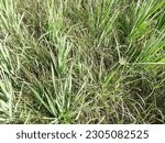 Small photo of Either the rice plant is full of weeds, gulma rumput penganggu tanaman padi di sawah, disebabkan tanah yang kurang air atau kering, tanaman padi kalah dari rumput, bahkan tanaman padi bisa mati gagal