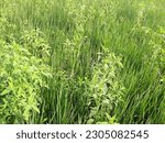 Small photo of Either the rice plant is full of weeds, gulma rumput penganggu tanaman padi di sawah, disebabkan tanah yang kurang air atau kering, tanaman padi kalah dari rumput, bahkan tanaman padi bisa mati gagal