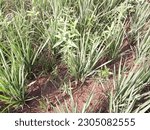 Small photo of Either the rice plant is full of weeds, gulma rumput penganggu tanaman padi di sawah, disebabkan tanah yang kurang air atau kering, tanaman padi kalah dari rumput, bahkan tanaman padi bisa mati gagal