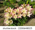 Small photo of Bright marlene lily flowers grow in a flower bed on a sunny summer day.