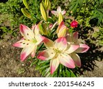 Small photo of Bright marlene lily flowers grow in a flower bed on a sunny summer day.