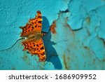 Close Up Of A Comma Butterfly