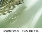 Palm leaf on a green surface with shadow. Stylish background for presentation.