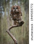Small photo of Tawny Owl (Strix aluco) European nocturnal brown night owl famous for it's Twit Twoo calling