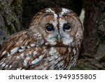 Small photo of Tawny Owl (Strix aluco) European nocturnal brown night owl famous for it's Twit Twoo callin. Close up of the owls head and large eyes