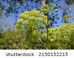 Small photo of Angelica archangelica, garden angelica, wild celery, or Norwegian angelica plant with globular umbel on the clear blue sky