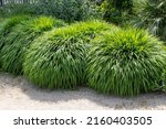Small photo of Japanese forest grass or hakonechloa macra or hakone grass bamboo-like ornamental plant with cascading mounds of lush green foliage in the sunny garden