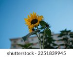 Sunflower Blossom Between The...