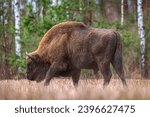  european bison in a meadow...
