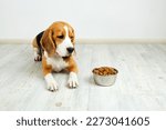 Small photo of The beagle dog is lying on the floor and looking at a bowl of dry food. Waiting for feeding.