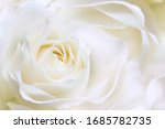 White huge airy rose  macro...