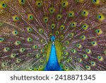 Small photo of peacock,Picture of a beautiful peacock with feathers removed,Blue Peacock