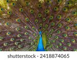 Small photo of peacock,Picture of a beautiful peacock with feathers removed,Blue Peacock