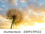 dandelion close up silhouette... | Shutterstock . vector #2009159522