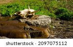 a skull of a dead cow killed in ... | Shutterstock . vector #2097075112