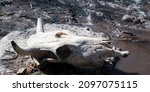 a skull of a dead cow killed in ... | Shutterstock . vector #2097075115