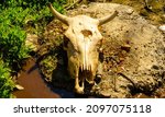 a skull of a dead cow killed in ... | Shutterstock . vector #2097075118