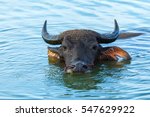 Buffalo  Buffalo Swimming.