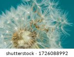 Close Up Of Dandelion Head And...