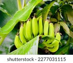 Green Banana,s after Heavy Rain 🤩. Device- iPhone 12 Pro Max . Location: Dhaka Bangladesh