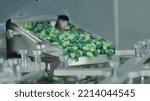 Small photo of Green capsules move along the metal automatic conveyor, fall into the drum for sorting and preparation for packaging. Medicine production line in pharmaceutical factory. Pharma company