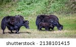 Small photo of Tibetan yak calf and two cows graze on high-altitude grassland. Two female yaks and small heifer are walking on the grass of an alpine meadow.