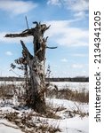 Snag, a standing dead tree missing a top at the Crex Meadows State Wildlife Area in Grantsburg, Wisconsin USA.