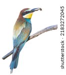 European bee-eater, Merops apiaster. A bird sits on a branch, holding a bee in its beak. On a white background, isolated