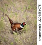 Common pheasant, Phasianus colchicus, Ring-necked Pheasant. The male stands in an overgrown meadow