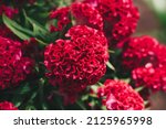 Small photo of Real beauty nature background. Celosia argentea cristata cockscomb crested tropical flower bloom blossom. Planted temple Garden. Bordeaux red claret colour. Pseudocereals alternative to amaranth