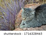 African Cat Posing On Rock With ...