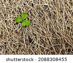 Small photo of Clover with four leaves on natural hay background. Symbol of luck and dreaming. Shamrock plant, luck bringer. Nature background with empty space. St Patrick day card.