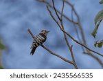 Small photo of The lesser spotted woodpecker (Dryobates minor) is a member of the woodpecker family Picidae. It was formerly assigned to the genus Dendrocopos (sometimes incorrectly spelt as Dendrocopus). Some taxon