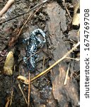 Common Blue Spotted Salamander...