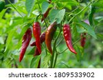 Beautiful Chili Peppers On The...