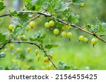 Green Gooseberries On A Bush...