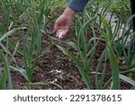Small photo of Bed of young winter garlic in the garden. Growing garlic using mineral fertilizers. A hand pours fertilizer into the aisle of garlic.