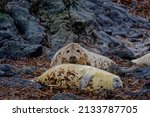 Atlantic Grey Seal  Halichoerus ...