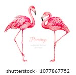 Flamingo. Watercolor...