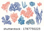 Corals and seaweed. Vector Hand Drawn. Sketch Botanical Illustration. Underwater flora, sea plants. Line art clipart. Vintage pink and blue marine plants
