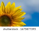 Close Up Of A Sunflower With...