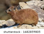 Cape Rock Hyrax Found In...
