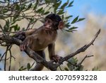 A Baby Barbary Macaque Climbing ...