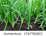green onions growing in the garden. spring vegetables.