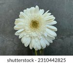 Small photo of White Barberton daisy - Gerbera jamesonii is a species of flowering plant in the genus Gerbera belonging to the basal Mutisieae tribe within the large Asteraceae family.